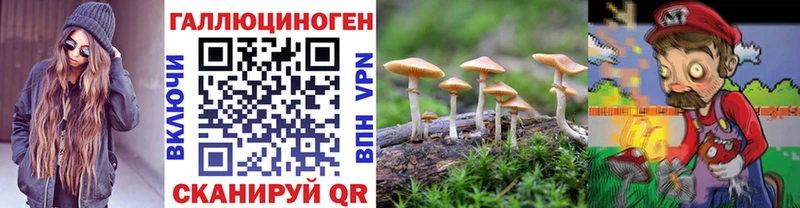 где купить наркоту Кызыл blacksprut зеркало Галлюциногенные грибы Psilocybe